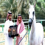 cheval-arabe-600x330